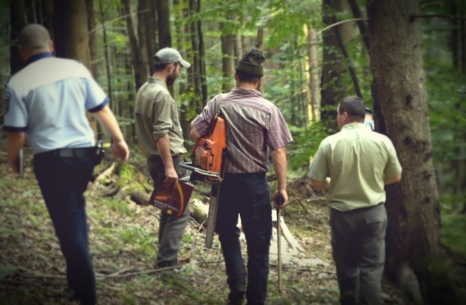 Pe urmele hoților de lemn: cum funcționează sistemul de șpăgi care decimează pădurile României