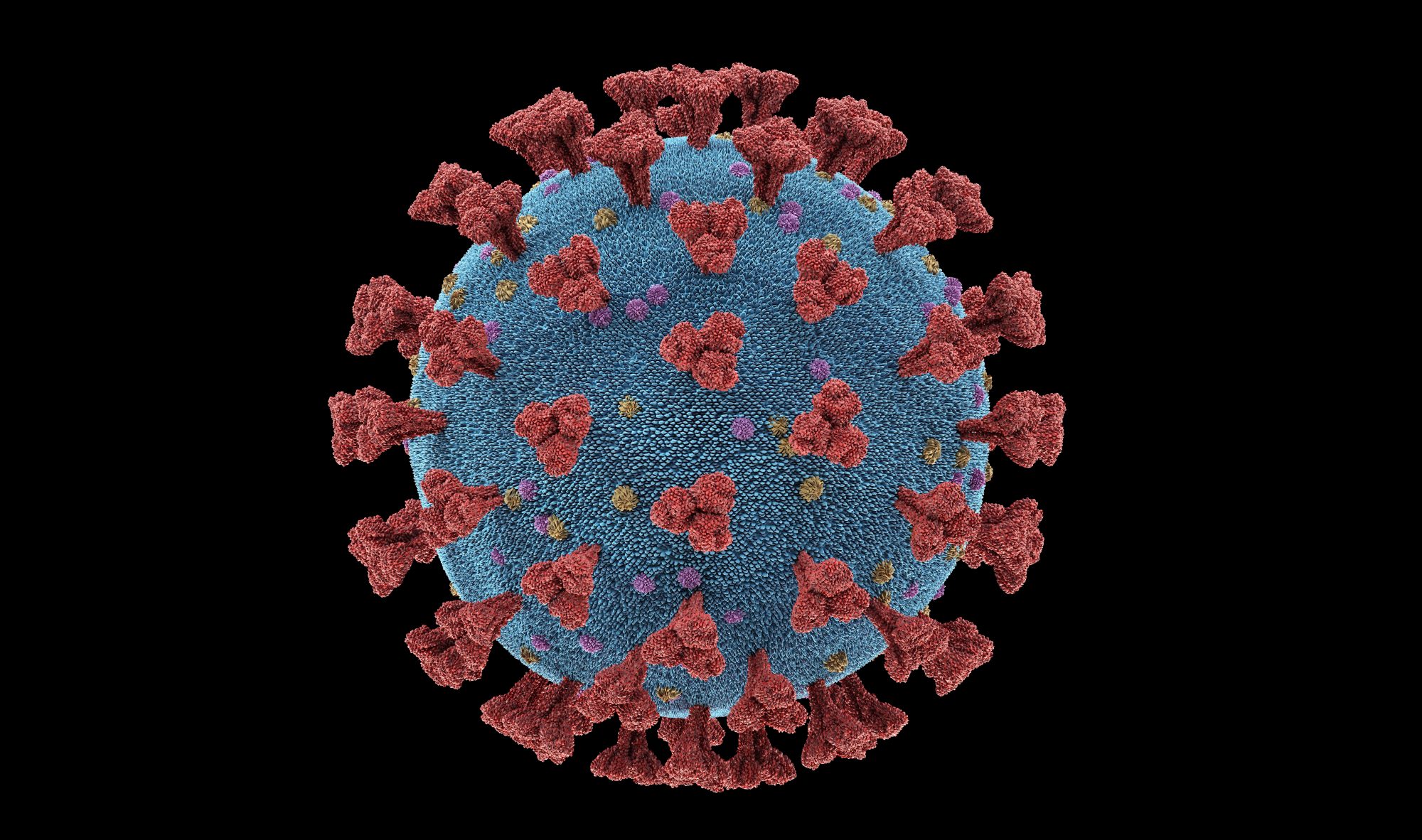 молекула коронавируса фото